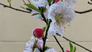 Peach Blossoms